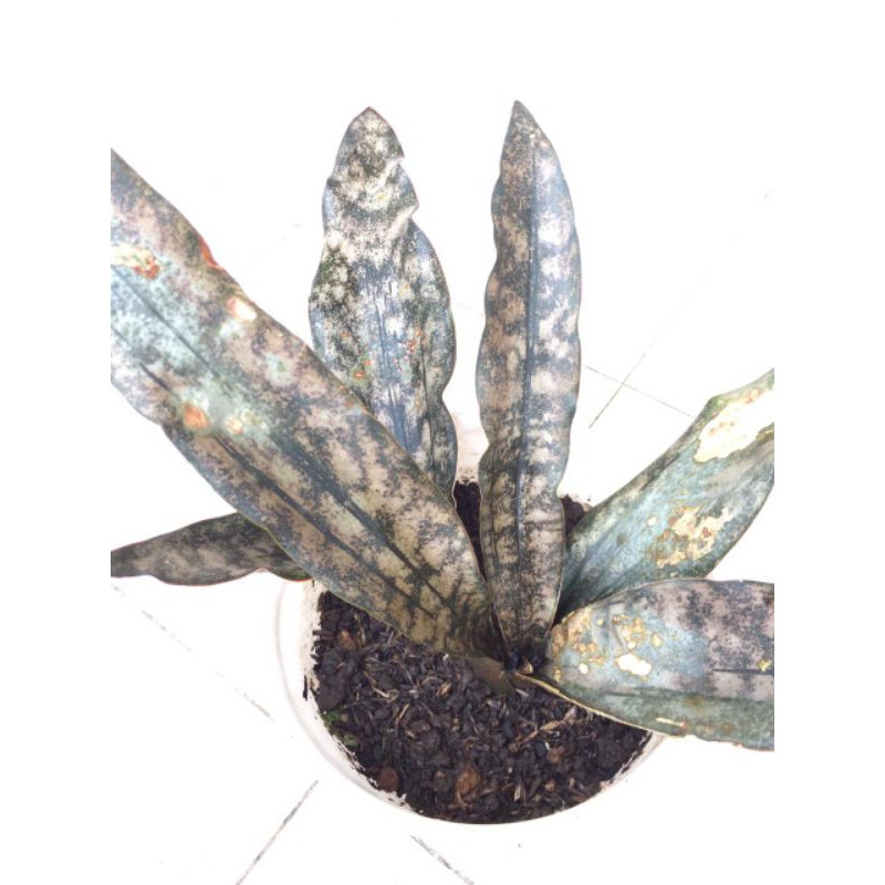 LIDAH MERTUA/SANSEVIERA KIRKI BROWN