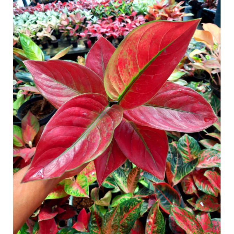 Ayunindi/Aglonema Ayunindi/Aglonema Murah/Aglonema Paket/Aglonema Lokal/Aglonema/Ayunindi