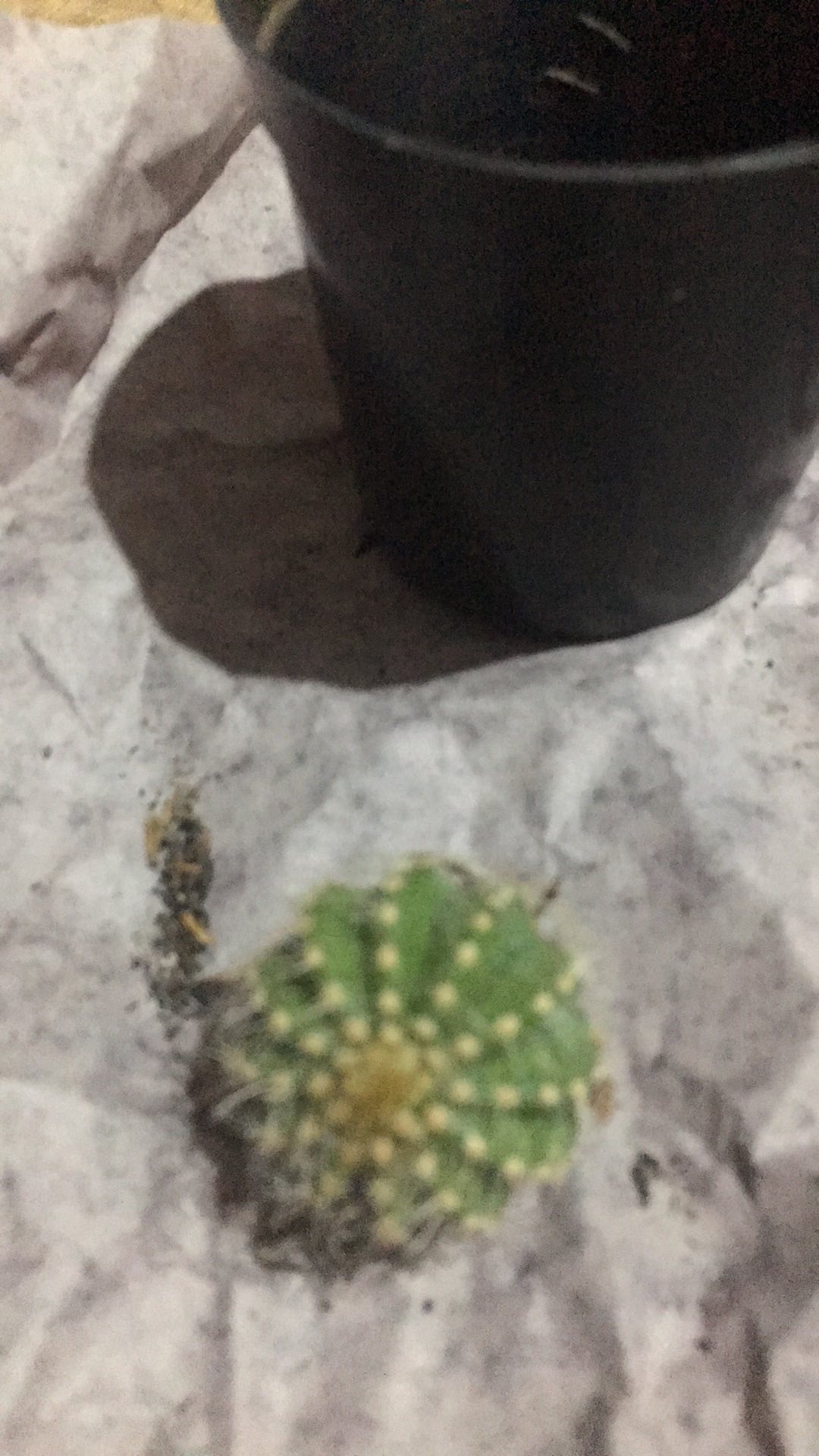 Kaktus Belimbing Parodia Owroot