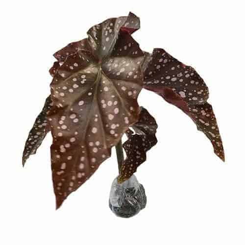 tanaman hiasa bunga Begonia Polkadot - begonia maculata wightii