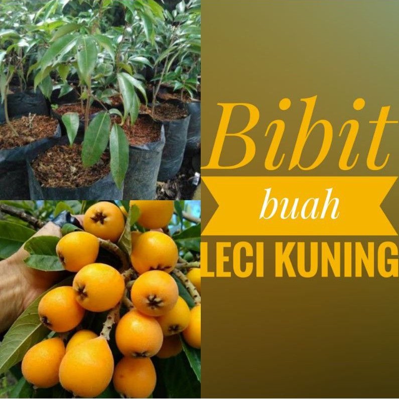 Bibit buah leci kuning/leci biwa