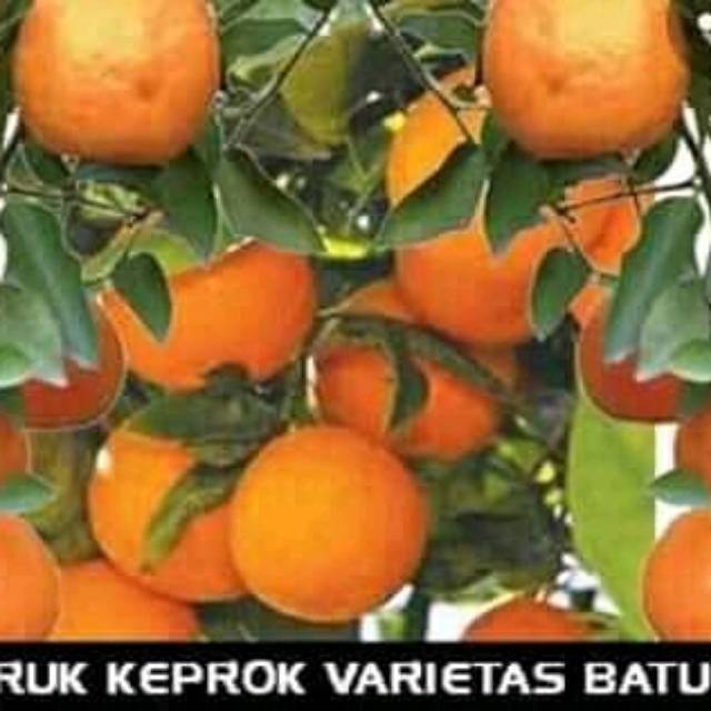 Bibit jeruk kprok batu55