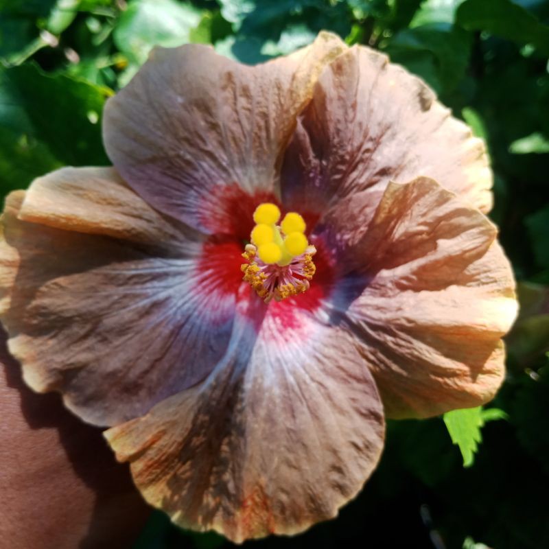 Bunga sepatu / hibiscus warna langka JDK tanaman hidup