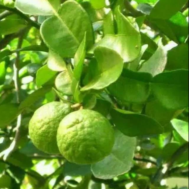 

Daun jeruk sambal