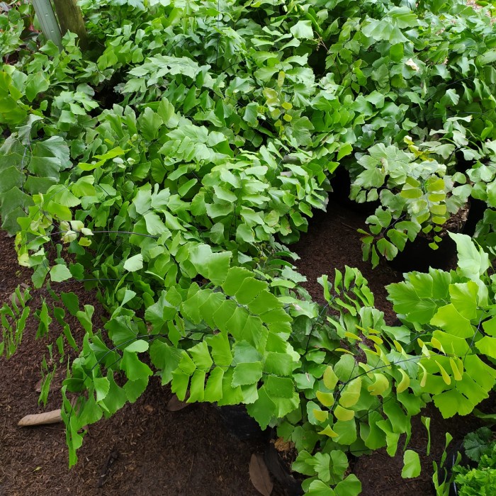 Tanaman hias suplir gajah - suplir daun besar - suplir gantung