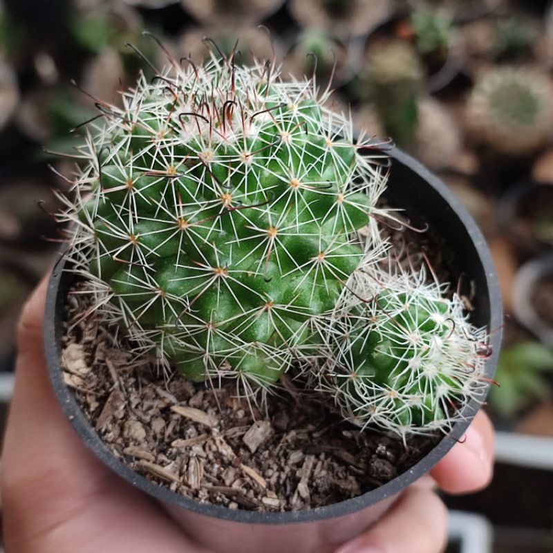 Mamillaria beneckei big/Kaktus ownroot murah