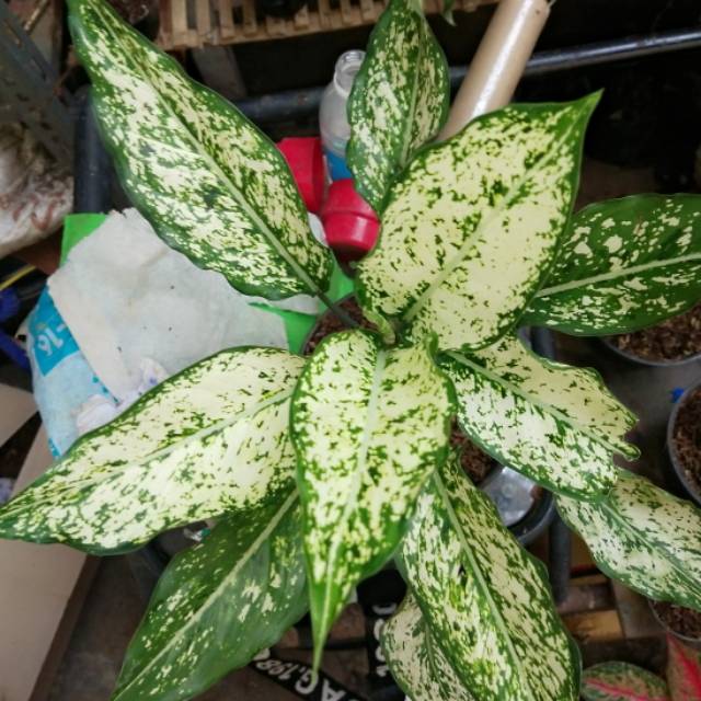 Aglaonema snow white
