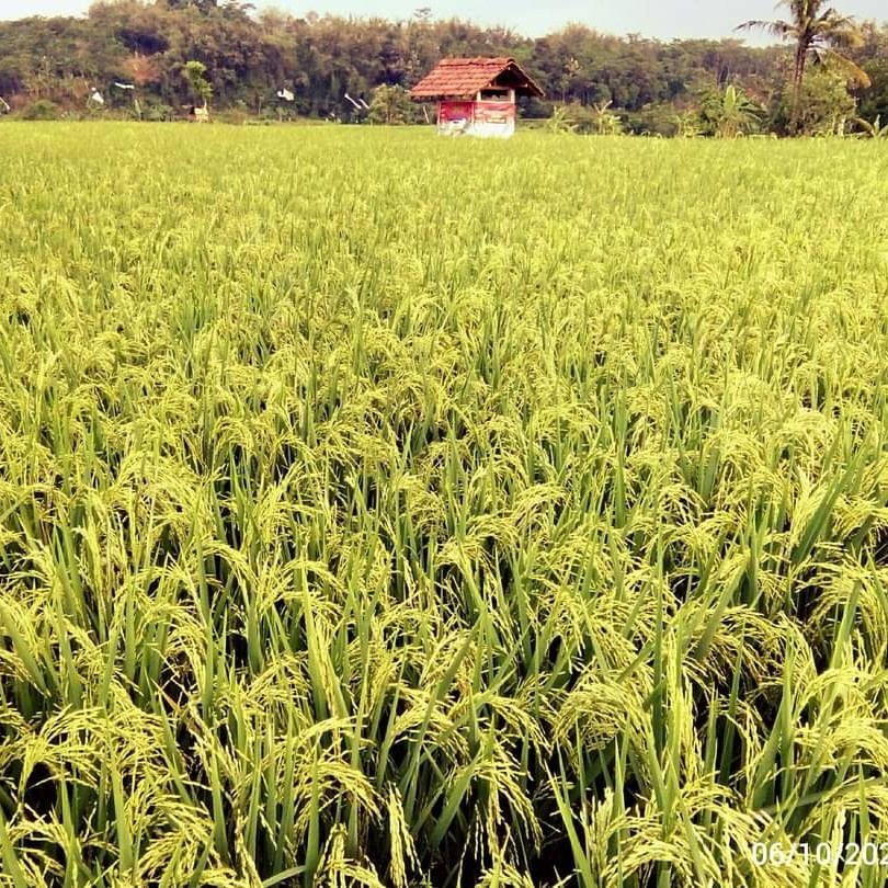 Benih Bibit Padi SR Varian 2 Berkualitas