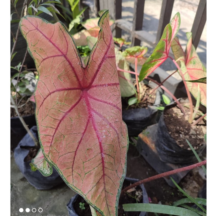 Bunga Keladi Caladium Pink Beauty Cantik Murah Berkualitas