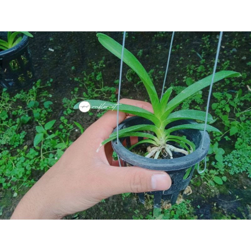Anggrek Vanda Hybrid Remaja