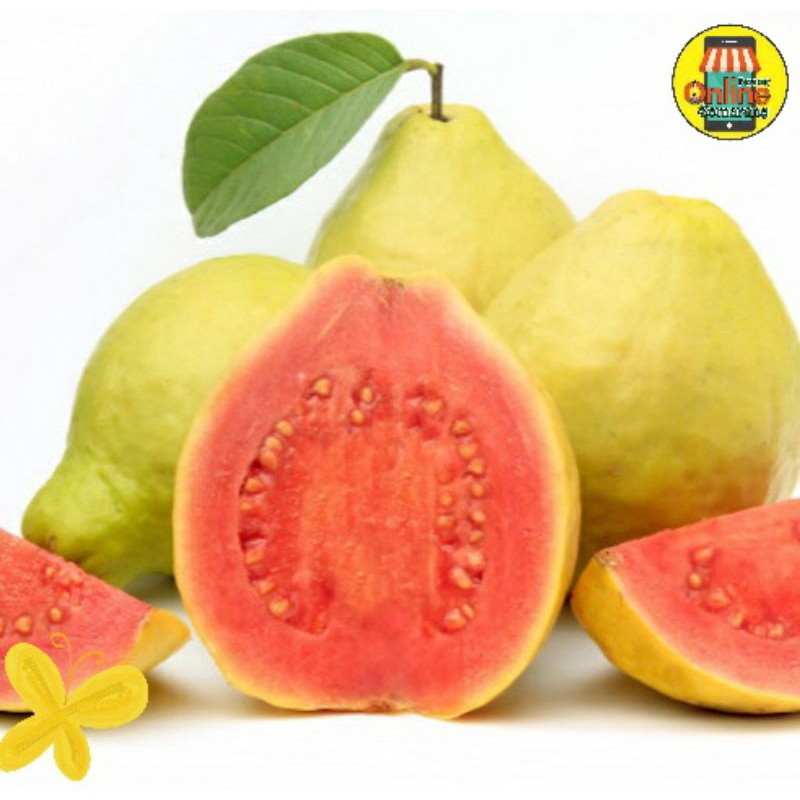 

Buah Jambu Biji Fresh Dan Semarang / Belanja Buah Semarang Murah