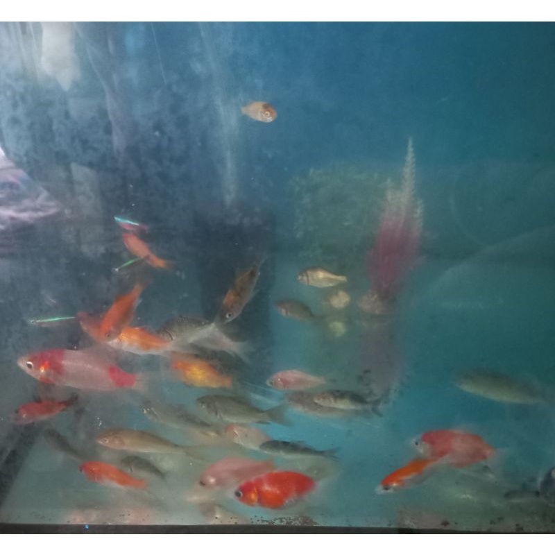 ikan mas pakan predator