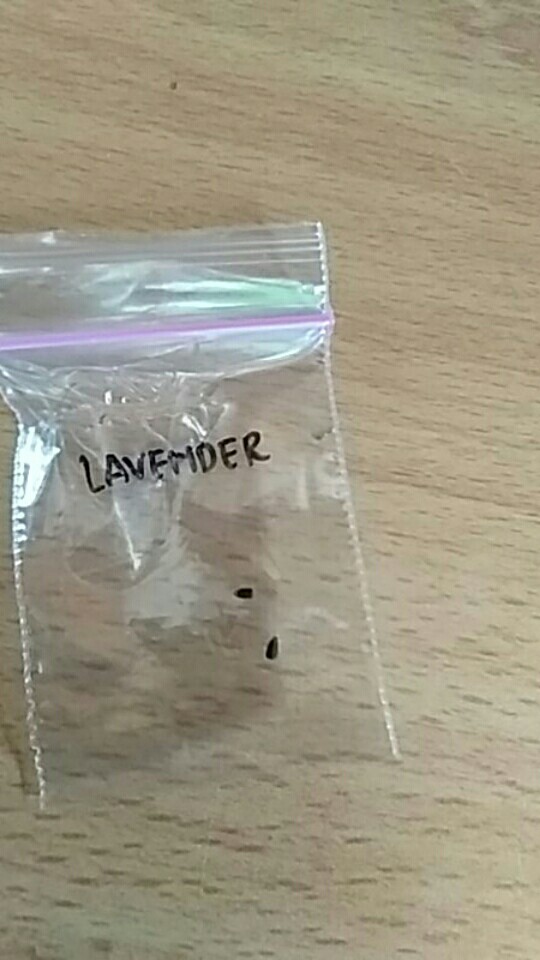 Benih Lavender Biji Bunga Bibit Tanaman Hias Lavender Aromaterapi Pengusir Nyamuk