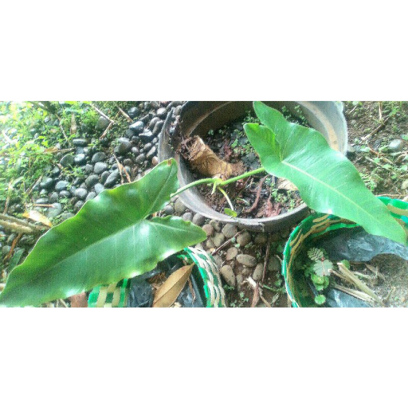 Philo Williamsii Langka philodendron dalam ruang houseplant