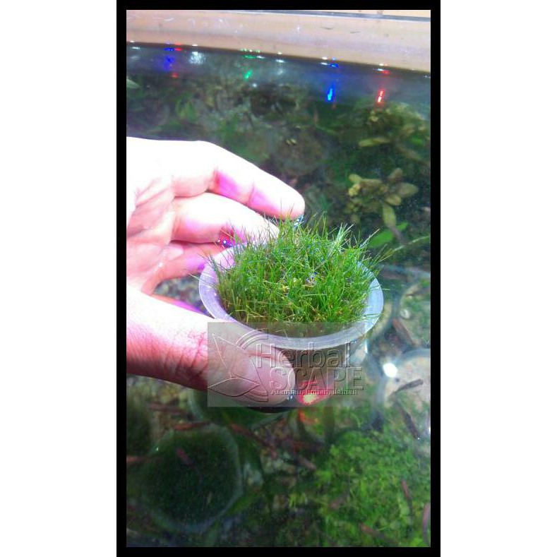 Aquascape Hairgrass Japan Shopee Indonesia