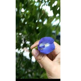 Bunga Telang - benih biji bunga Telang ungu