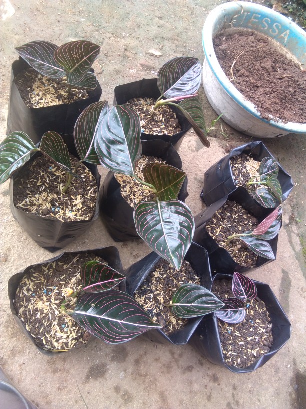 Aglonema Rotundum Aceh 2daun Reamja