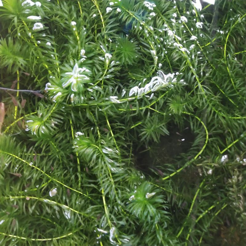 Ganggang hidrilla hornwort Tanaman air