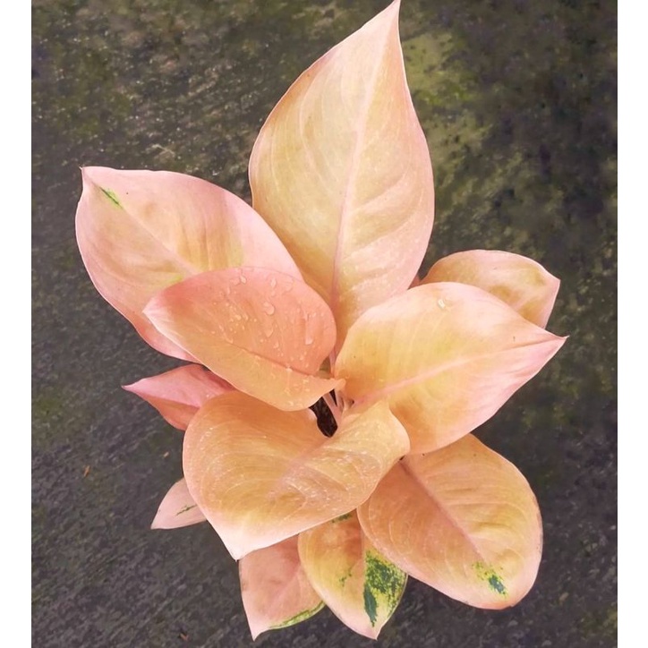 Aglonema Golden Love Tanaman Hias Bunga Aglaonema Murah Merah BUKAN bonggol bibit - tanaman hias hid