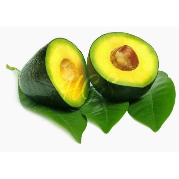 Bibit Tanaman Buah Alpukat Mentega Mexico