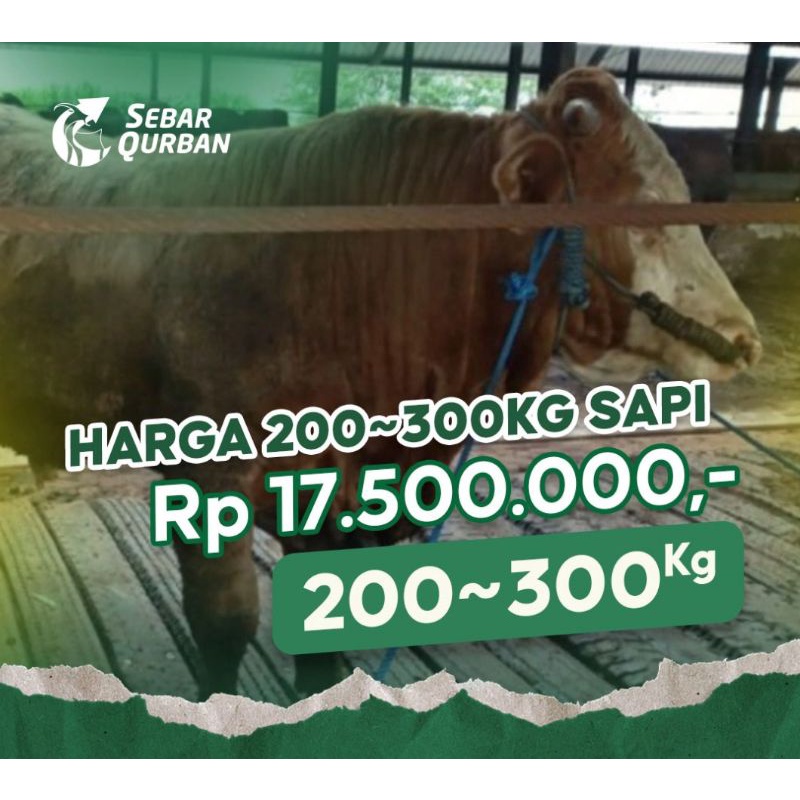 200-300 kg Sapi Potong Qurban