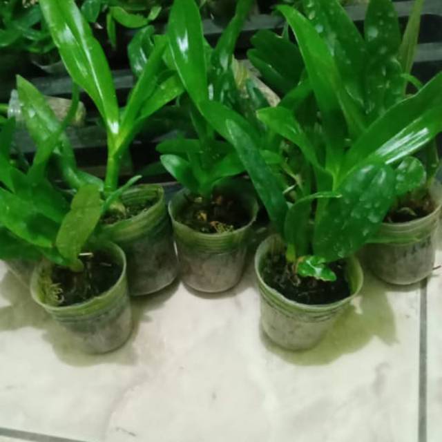Anggrek Dendro dan anggrek bulan jumbo