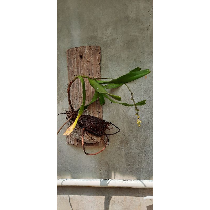 Anggrek kuku macan spike/berbunga