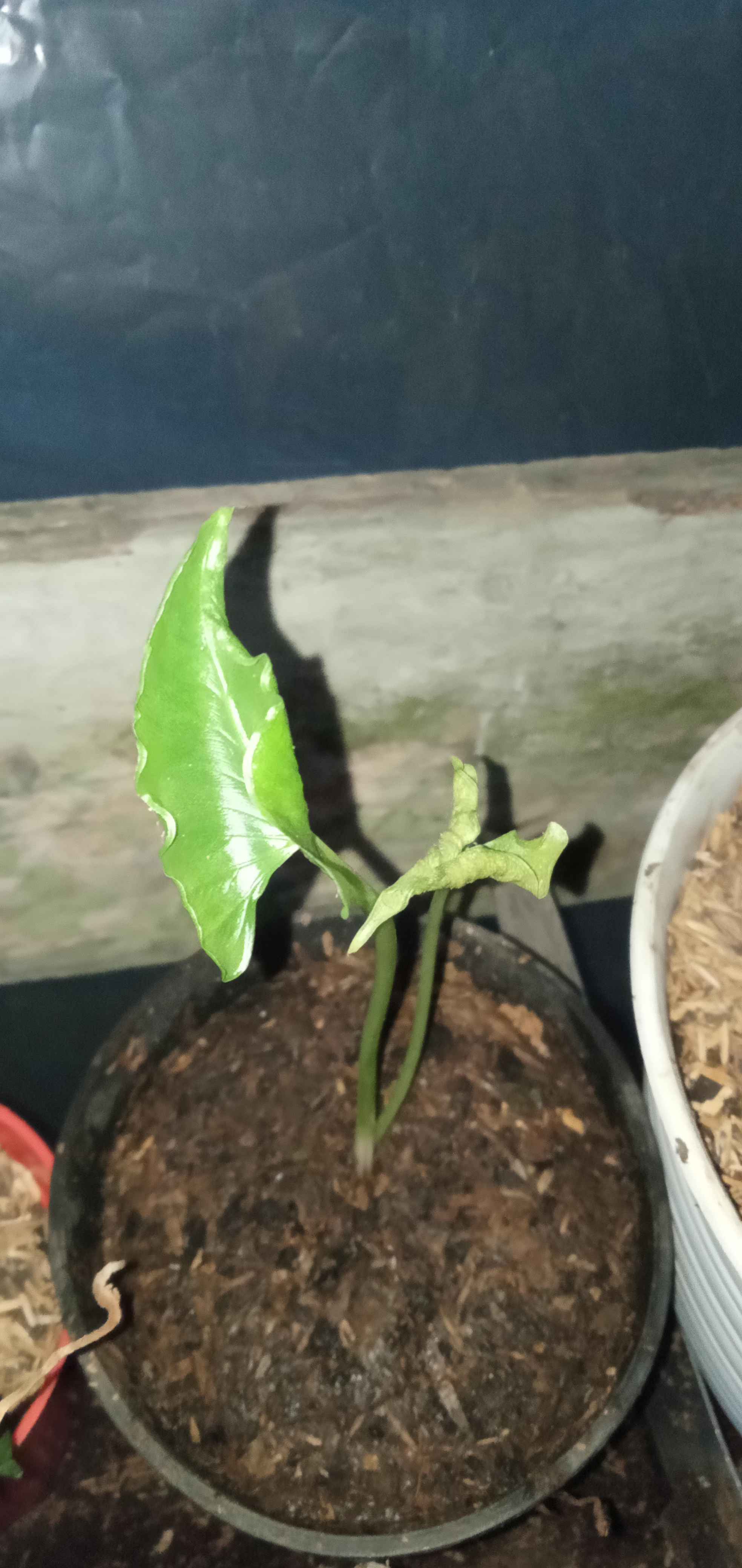 Alocasia Triangularis - Jordin Boricua