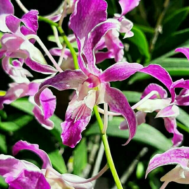 BUNGA  ANGGREK  SUPERBIEN SUPERBIN Dewasa