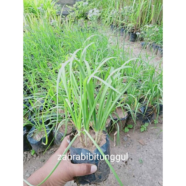 Bibit tanaman kucai siap tanam