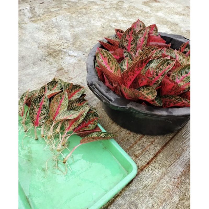 anakan aglonema widuri culture