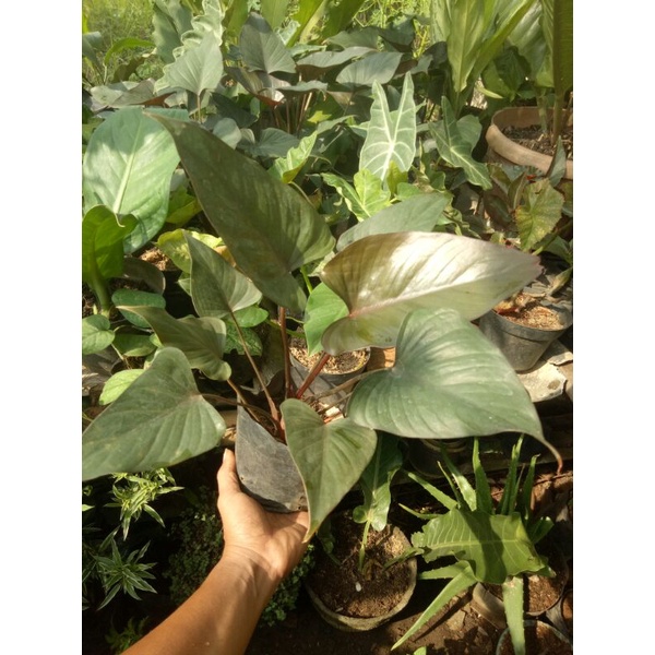 HOMALOMENA BLACK (HOMALOMENA HITAM)