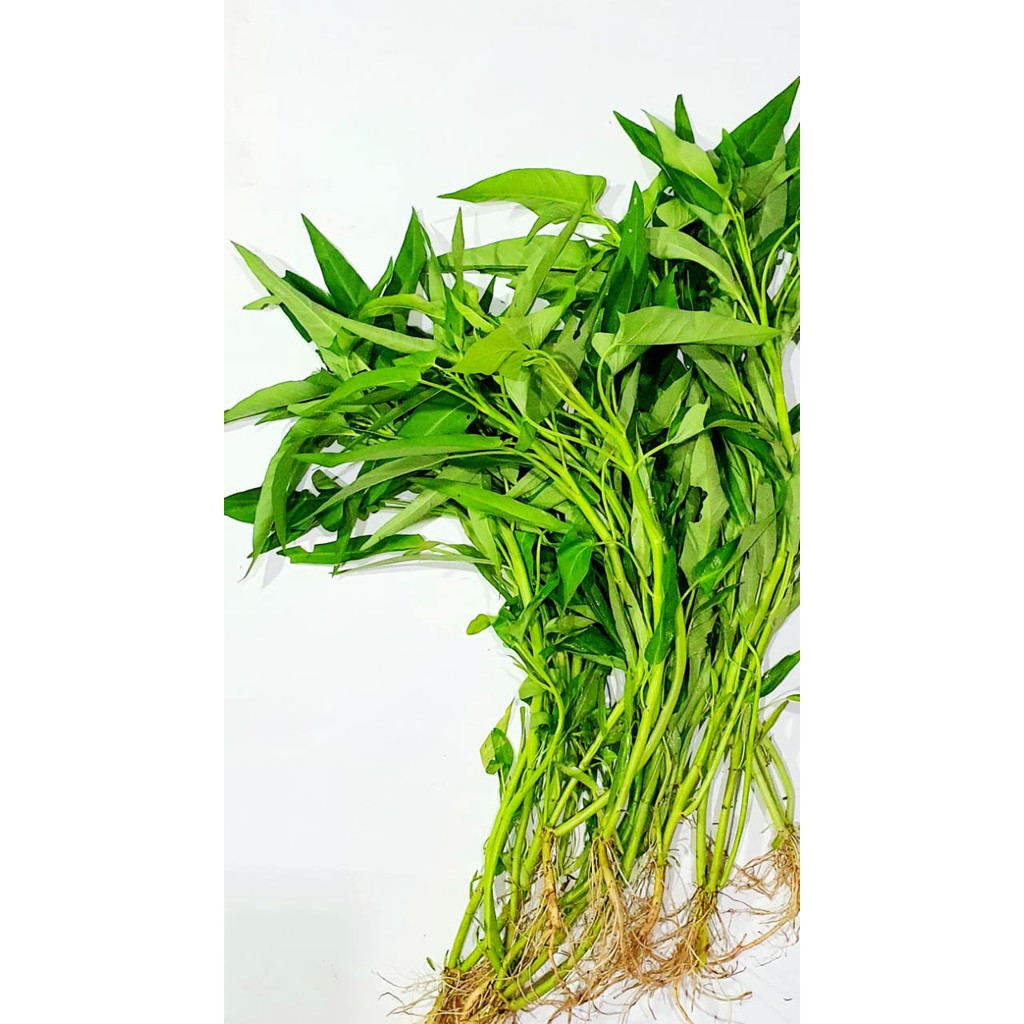 

Kangkung Organik 200 gram - Tanpa Pestisida