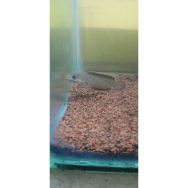 LIMBATA CB 4-5CM/10EKOR RIM Tebel