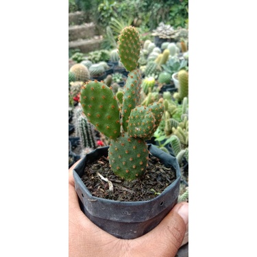 kaktus mickey mouse merah besar/kaktus murah/kaktus ownroot/kaktus pasaman Korak