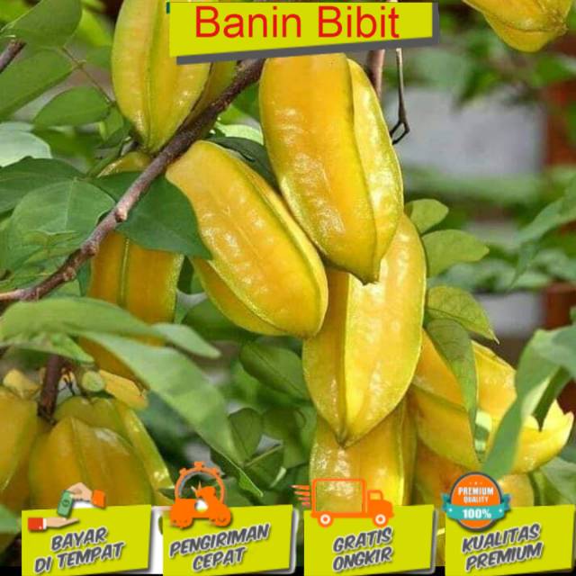 Bibit Belimbing Madu Jumbo