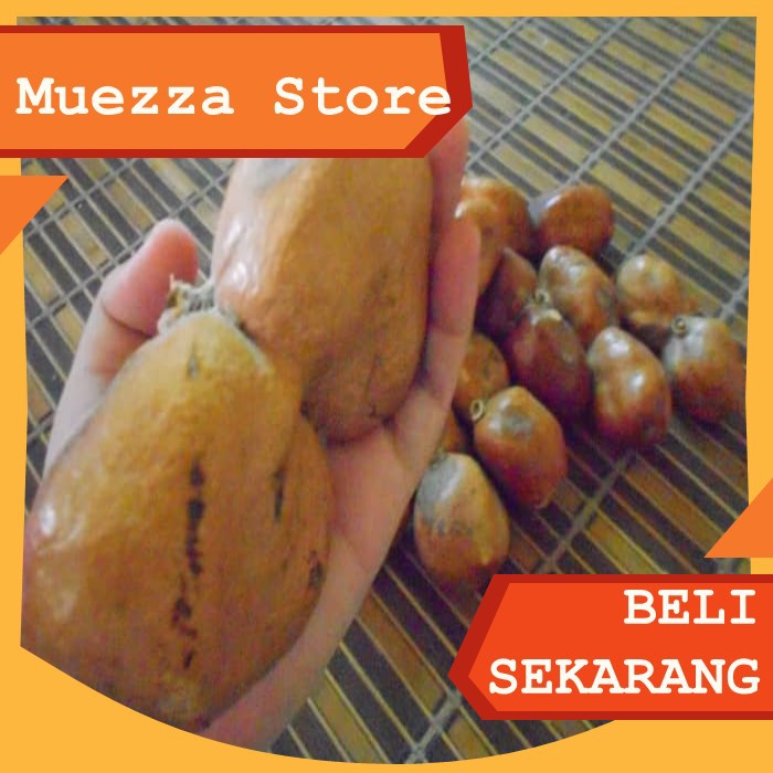 

Buah Zuriat / Doum Kembar Sepasang Promil Termurah / Buah Doum / Buah Zuriat Kembar