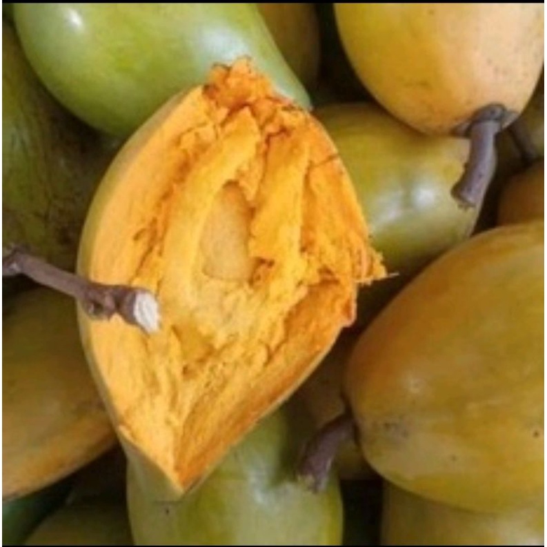 

buah sawo alkesah mentega di petik jika ada pesanan 1 kg