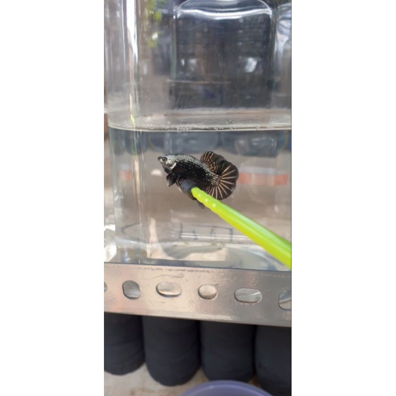 Ikan.cupang.black.samurai.