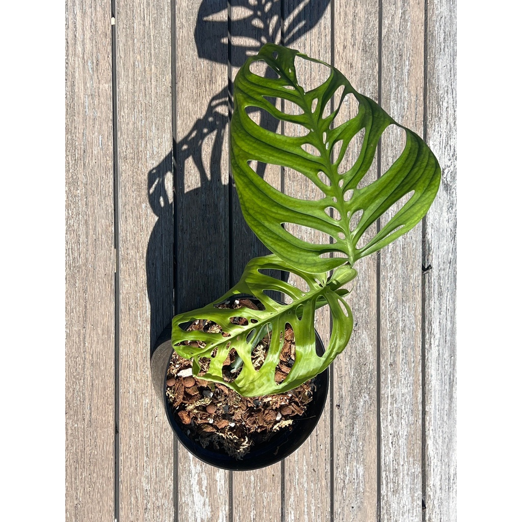 tanaman hias monstera esqueleto