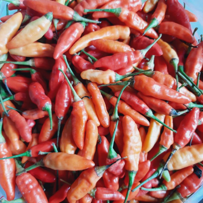 

Cabe Rawit Merah 250gr