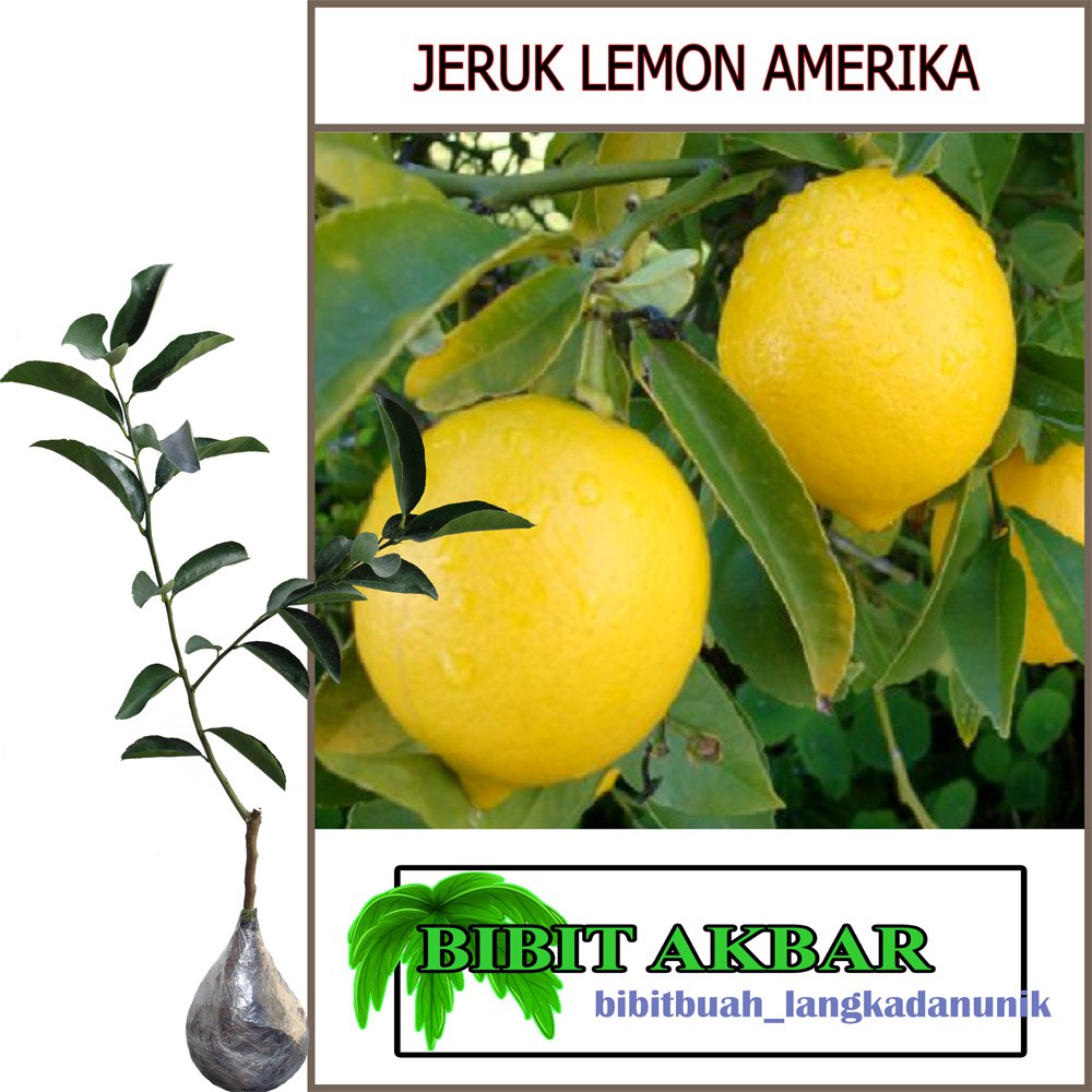 

Bibit Tanaman Buah Jeruk Lemon Amerika