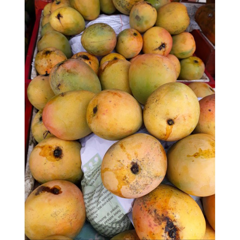 MANGGA GEDONG GINCU 1 KG