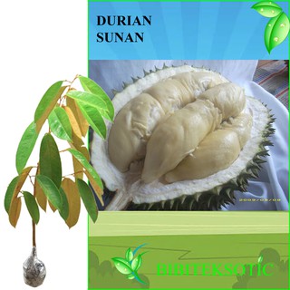 Unduh 570 Koleksi Gambar Durian Sukun Terbaru HD