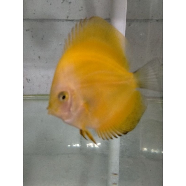 Discus Golden