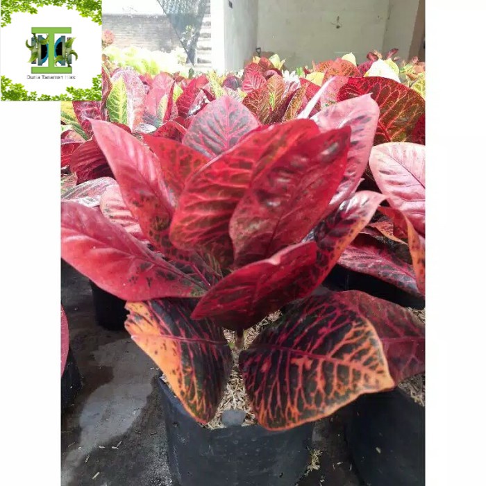 Tanaman hias Puring Worten Beauty - Pohon puring worten beauty