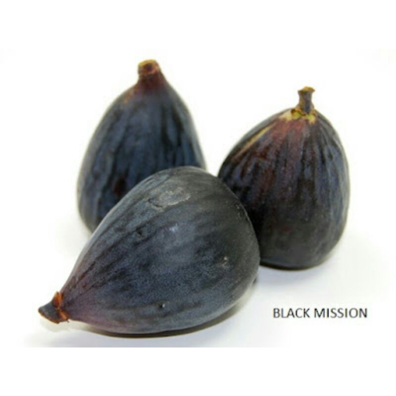 bibit buah tin fresh cangkok jenis langka BLACK MISSION