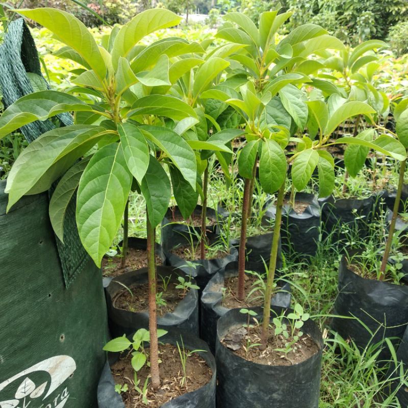 Bibit Alpukat Tan Bich | alpukat import Thanh Bich Valid