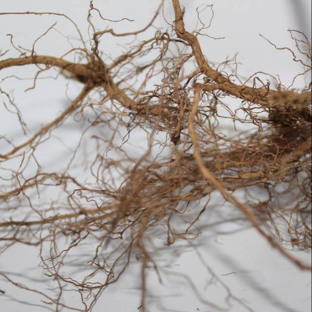 

Akar Pecut Kuda Segar