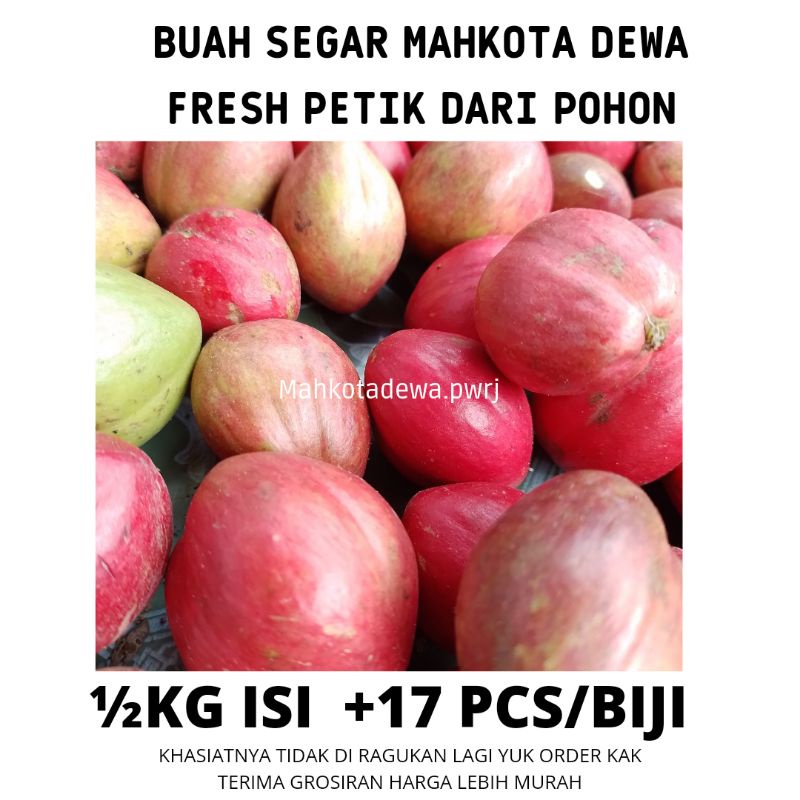 

½ kg buah mahkota dewa segar isi 15-17 biji